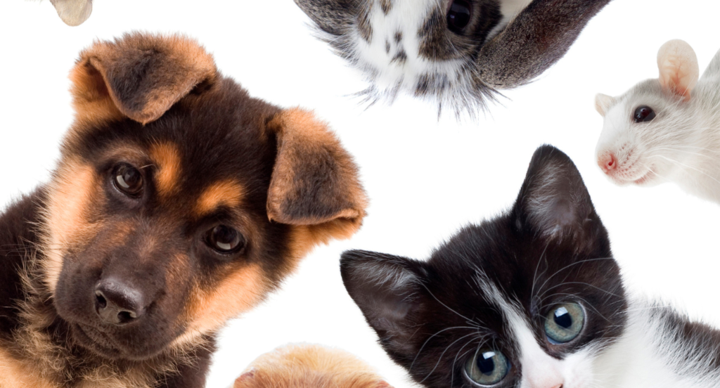 Empreendimentos imobiliários adaptam-se à presença dos pets